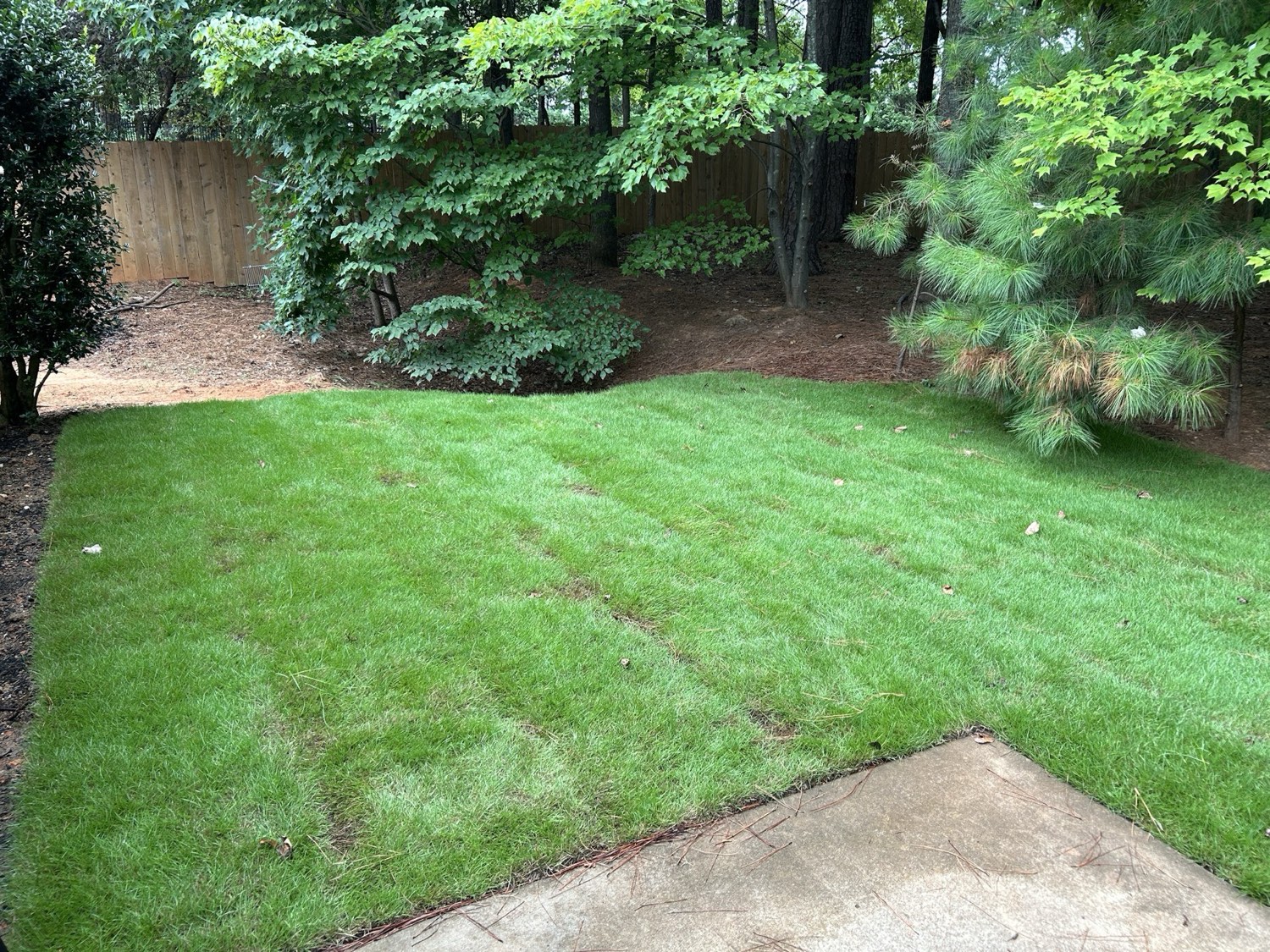 Fresh sod laid for a fast, disease-resistant lawn along a shaded fence line.
